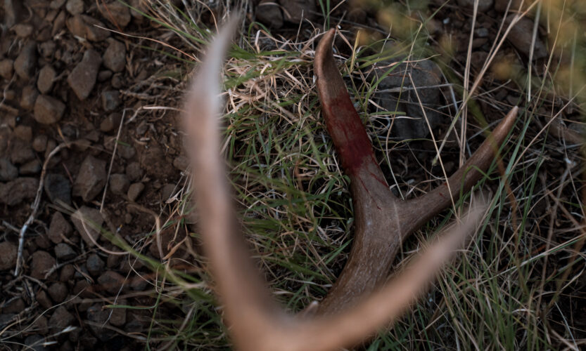 Coues Whitetail Deer antlers