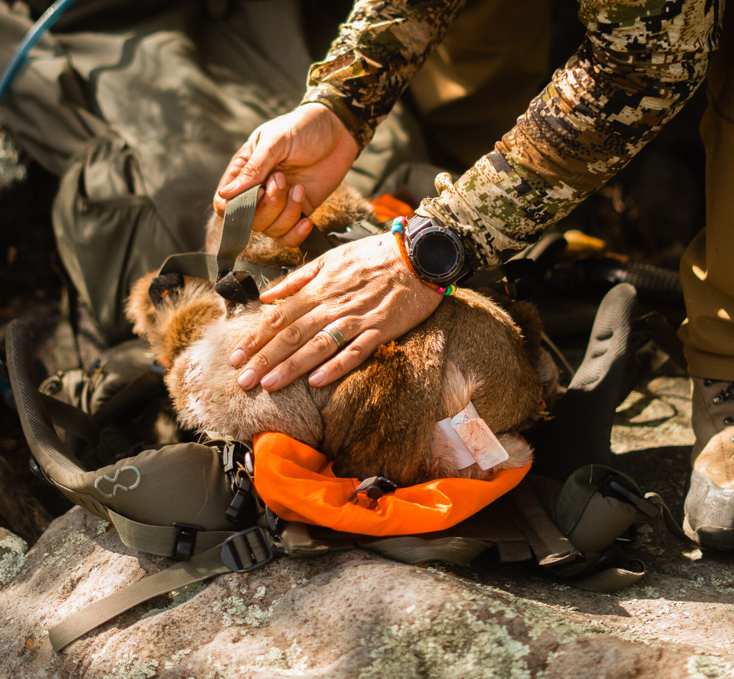 Mountain Lion being loaded into a backpack