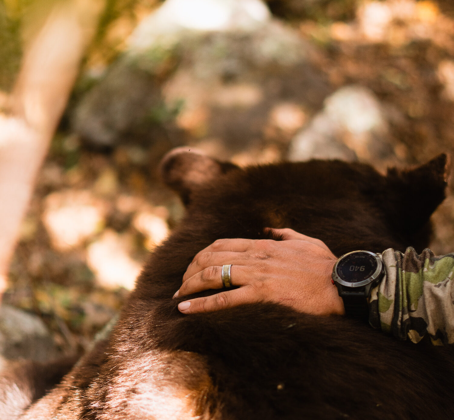 Black bear that Josh Kirchner from Dialed in Hunter harvested in Arizona