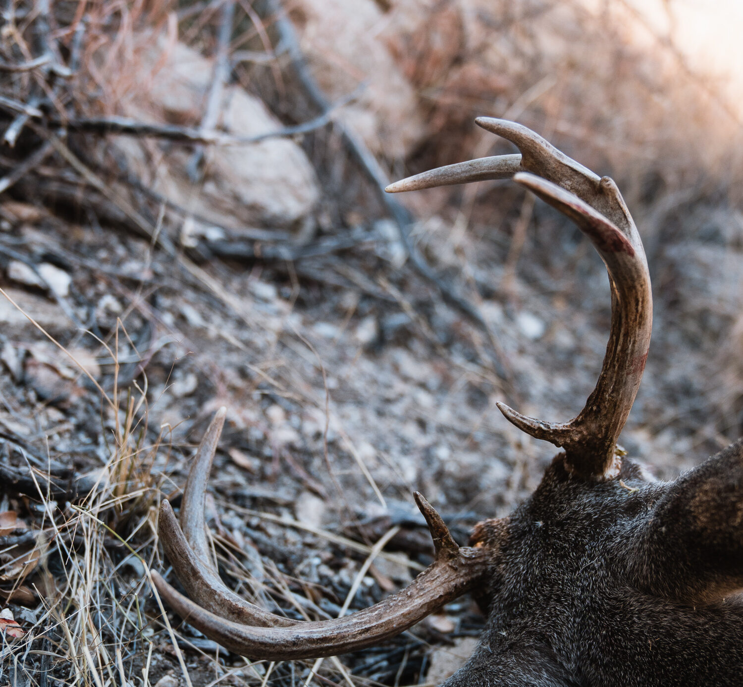 coues buck that Josh Kirchner from Dialed in Hunter harvested with a hinge release aid.