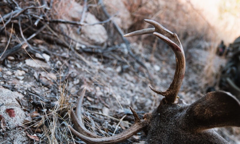 coues buck that Josh Kirchner from Dialed in Hunter harvested with a hinge release aid.