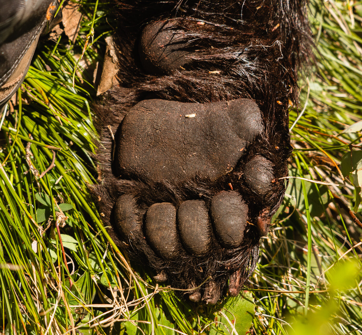 The paw of a black bear in the backcountry of Idaho