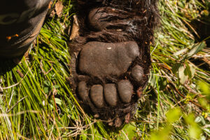The paw of a black bear in the backcountry of Idaho