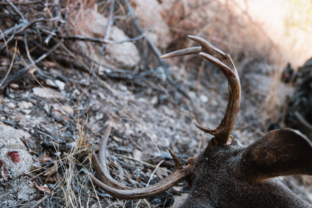 A coues buck that Josh Kirchner shot on a backpack bowhunting trip in Arizona