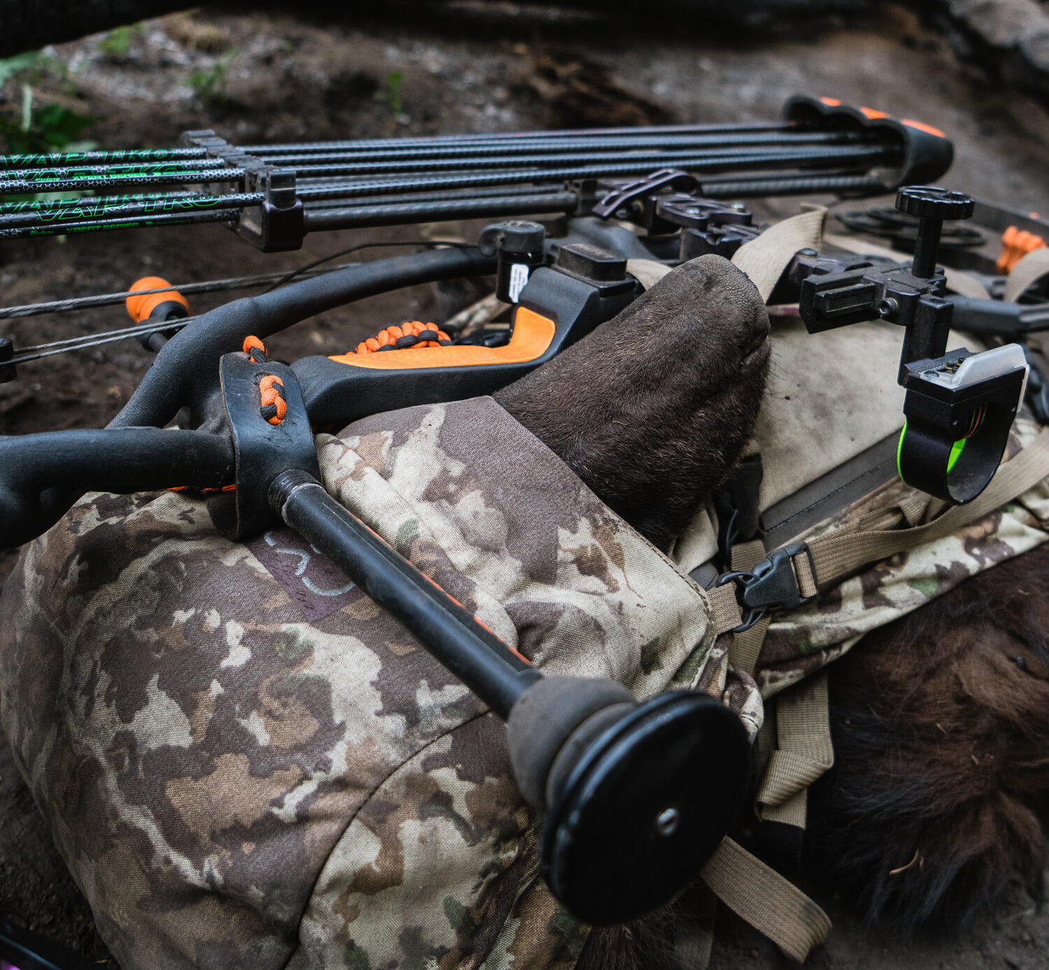 a black bear loaded into an exo mountain gear hunting backpack on an archery bear hunt in arizona