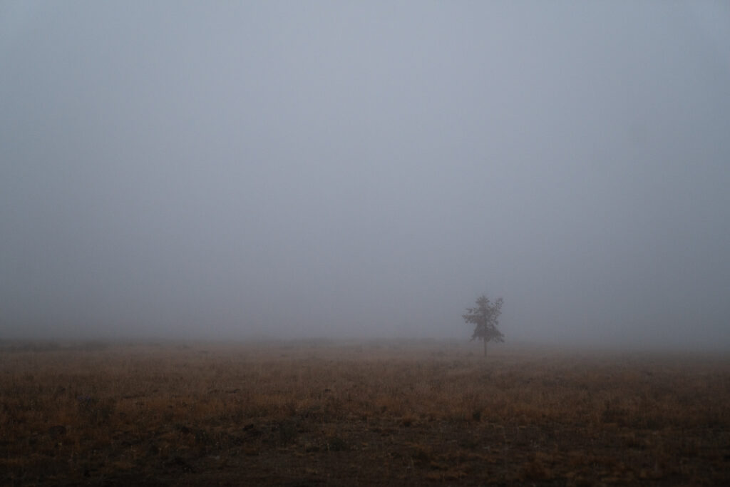 dense fog in pronghorn country