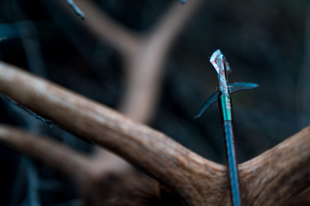 Evolution Outdoors Hyde broadhead after going through a bull elk in Arizona