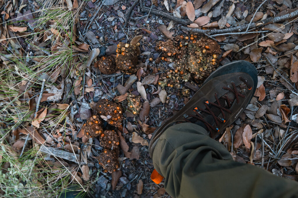 Bear scat in Arizona that Josh found during a scouting trip