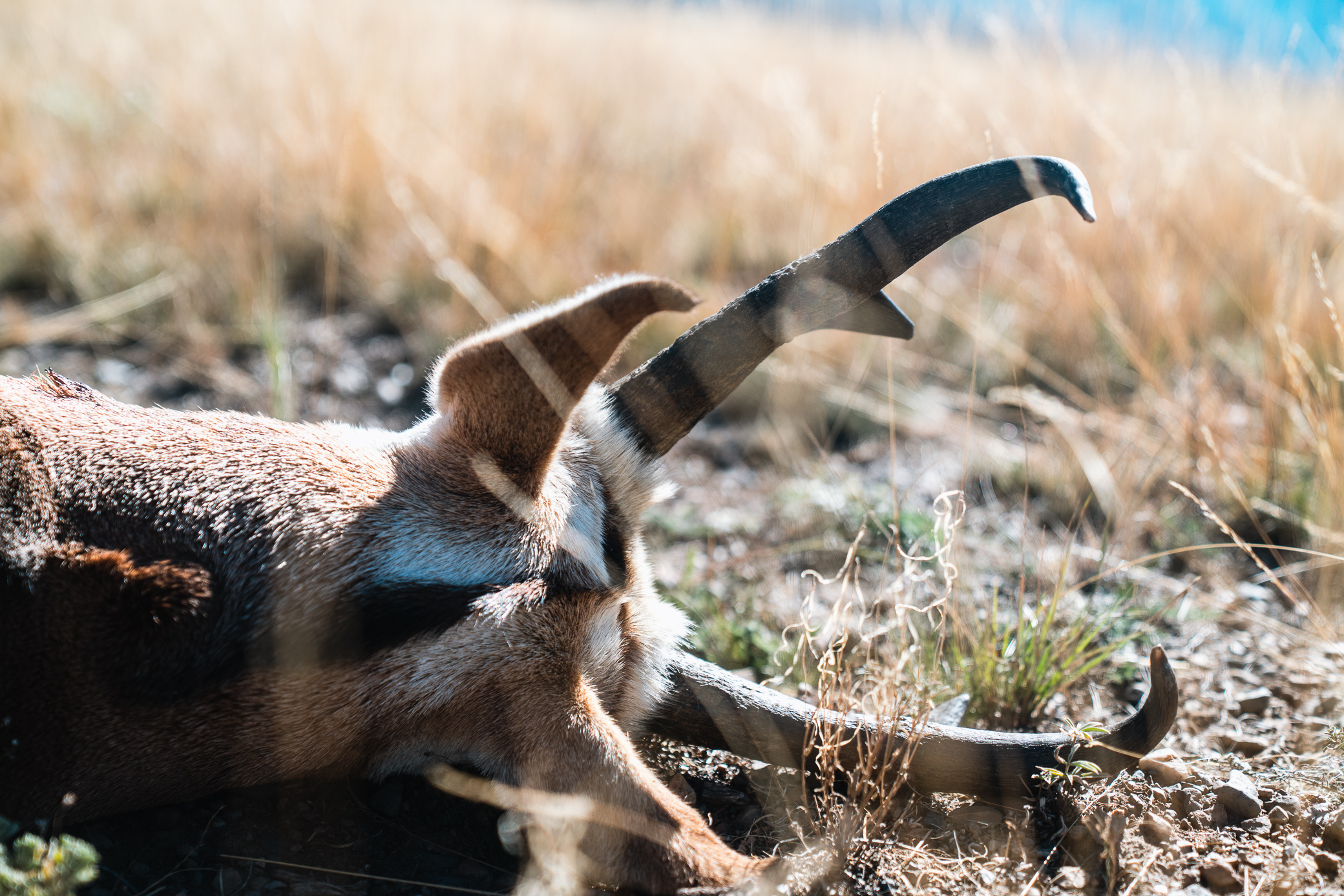 Pronghorn buck that Josh Kirchner shot with his bow on an archery hunt in Idaho