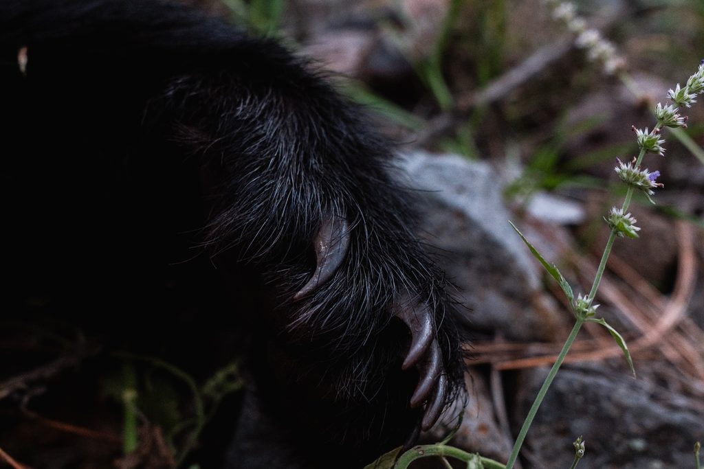 The bear paw of the bear Josh Kirchner's hunting partner arrowed in October